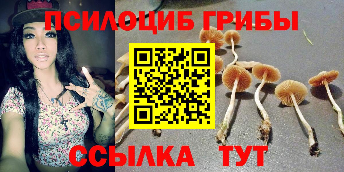 Псилоцибиновые грибы Psilocybe Прокопьевск